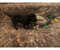 Yellow and black Labrador retriever puppies for sale - 3