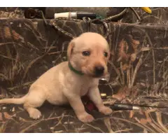 Yellow and black Labrador retriever puppies for sale - 4