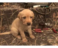 Yellow and black Labrador retriever puppies for sale - 5