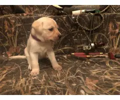 Yellow and black Labrador retriever puppies for sale - 7