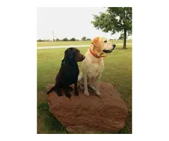 Yellow and black Labrador retriever puppies for sale - 8