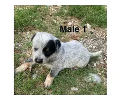6 Blue heeler puppies Looking for new homes - 1
