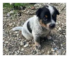 6 Blue heeler puppies Looking for new homes - 2