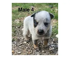 6 Blue heeler puppies Looking for new homes - 3