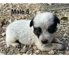 6 Blue heeler puppies Looking for new homes - 4