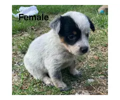 6 Blue heeler puppies Looking for new homes - 5