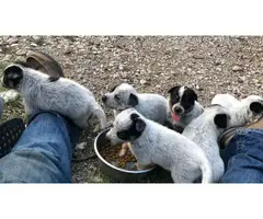 6 Blue heeler puppies Looking for new homes - 6