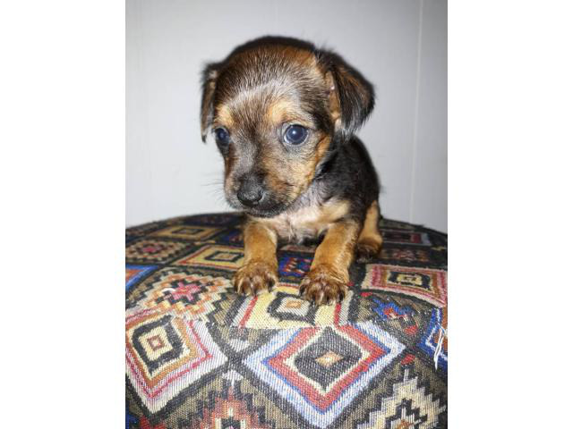 3 tiny toy male Chiweenie puppies Birmingham - Puppies for Sale Near Me