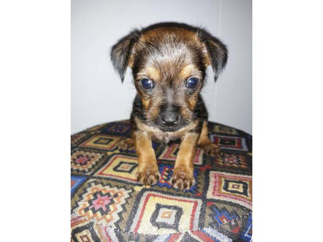 toy chiweenie puppies for sale