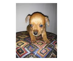 3 tiny toy male Chiweenie puppies - 5