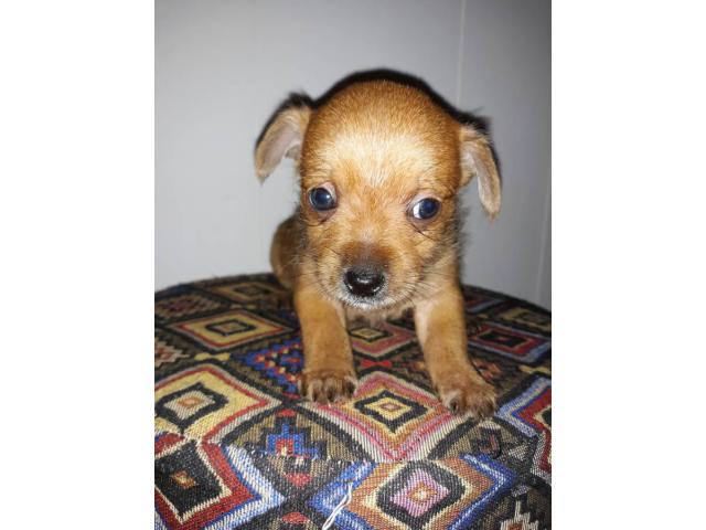 3 tiny toy male Chiweenie puppies Birmingham - Puppies for Sale Near Me