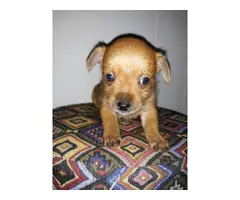 3 tiny toy male Chiweenie puppies - 6