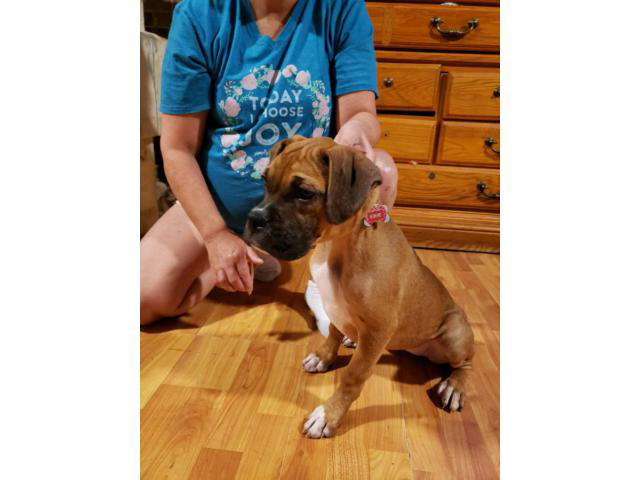 Two playful AKC Boxer Puppies for sale in Greensboro