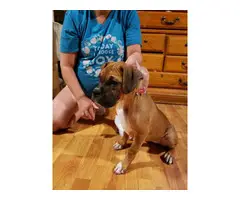Two playful AKC Boxer Puppies for sale
