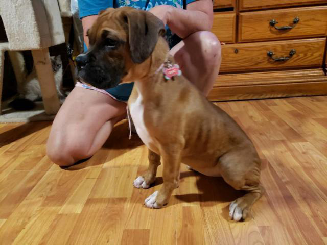 Two playful AKC Boxer Puppies for sale in Greensboro