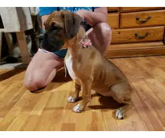 Two playful AKC Boxer Puppies for sale - 3