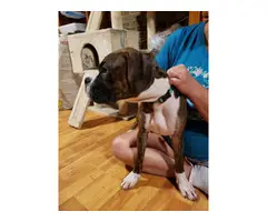 Two playful AKC Boxer Puppies for sale - 4