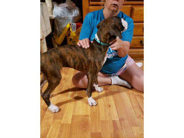 Two playful AKC Boxer Puppies for sale in Greensboro ...