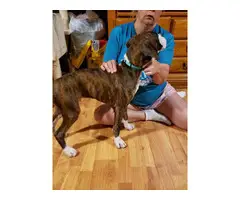 Two playful AKC Boxer Puppies for sale - 7
