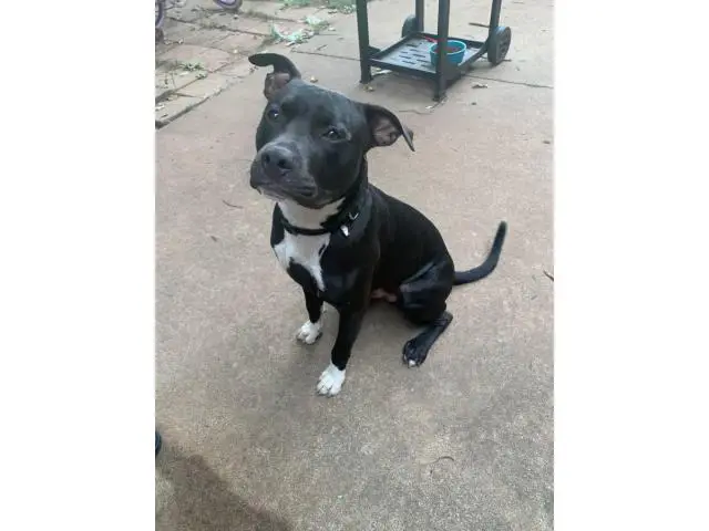 9 months old male bully pit puppy for adoption - 1/7