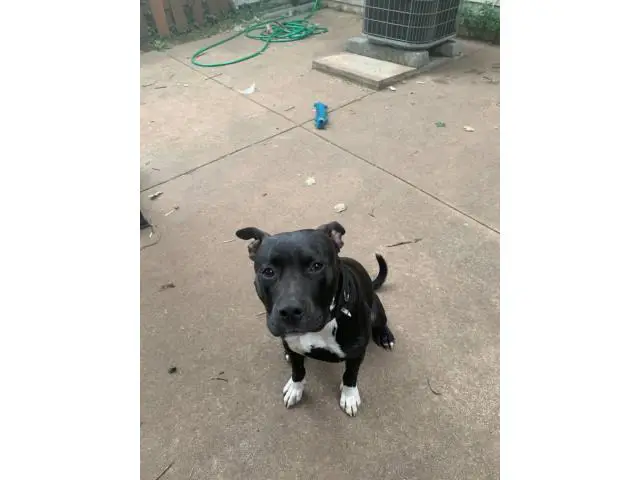 9 months old male bully pit puppy for adoption - 5/7