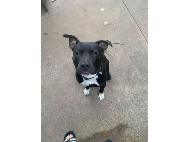 9 months old male bully pit puppy for adoption - 6/7