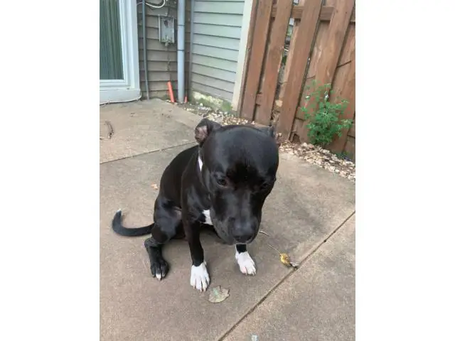 9 months old male bully pit puppy for adoption - 7/7