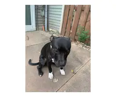 9 months old male bully pit puppy for adoption - 7