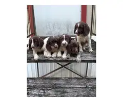Smart and playful Cocker spaniels