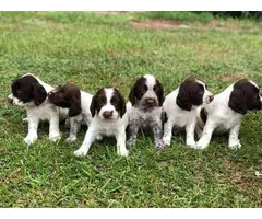 Smart and playful Cocker spaniels - 2