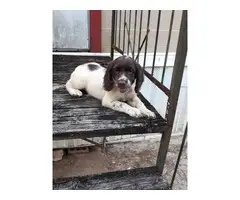 Smart and playful Cocker spaniels - 3