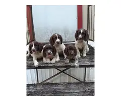 Smart and playful Cocker spaniels - 4