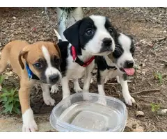 4 adorable Jack Chi puppies to be re-home