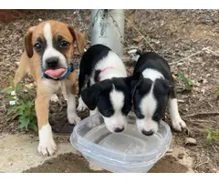 4 adorable Jack Chi puppies to be re-home - 2