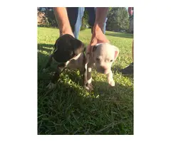 2 males full blooded boxer puppies with papers