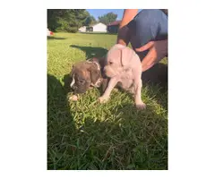 2 males full blooded boxer puppies with papers