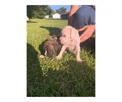2 males full blooded boxer puppies with papers