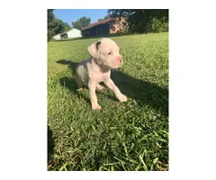 2 males full blooded boxer puppies with papers