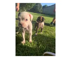 2 males full blooded boxer puppies with papers