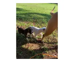 2 males full blooded boxer puppies with papers