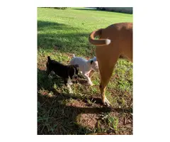2 males full blooded boxer puppies with papers