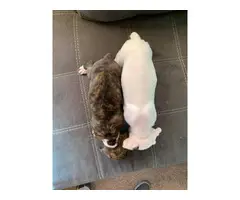 2 males full blooded boxer puppies with papers