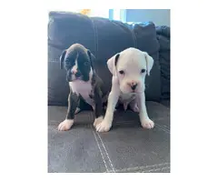 2 males full blooded boxer puppies with papers
