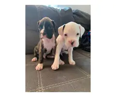 2 males full blooded boxer puppies with papers