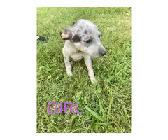 4 Red / Blue Heeler Puppies Available