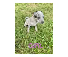 4 Red / Blue Heeler Puppies Available - 2