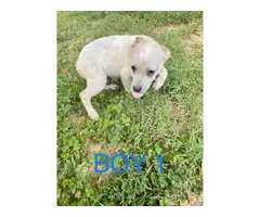 4 Red / Blue Heeler Puppies Available - 5