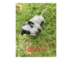 4 Red / Blue Heeler Puppies Available - 9