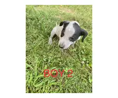 4 Red / Blue Heeler Puppies Available - 10