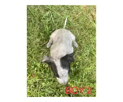 4 Red / Blue Heeler Puppies Available - 12